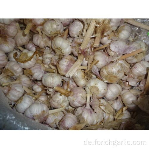 Normale weiße Knoblauch 2019 Ernte